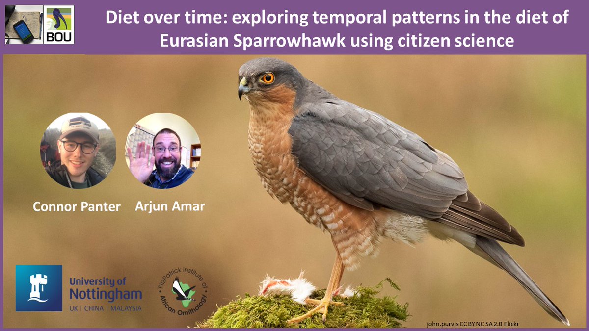 1/7 #BOUasm22 #SESH6 | Traditional methods to study raptor diets are often restricted temporally, for example, analysis of prey remains from nests during the breeding season. 

#ornithology | #citizenscience | @royalsociety | @arjundevamar