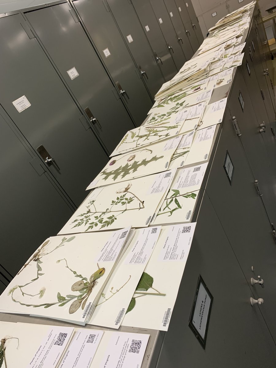 As field season ends, research moves back into the #herbarium full-time. Today, I am verifying dets for <a href="/MatthewSheik/">Matthew</a> thesis work at Shenandoah River State Park, Virginia. Today, it is Comps 🌼 all the way down.