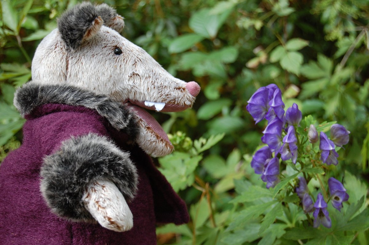 CrowsCastle's tweet image. It's that magical time of year..."when the wolfsbane blooms and the Autumn moon is bright." #Halloween crowscastle.com/plush/101-the-…