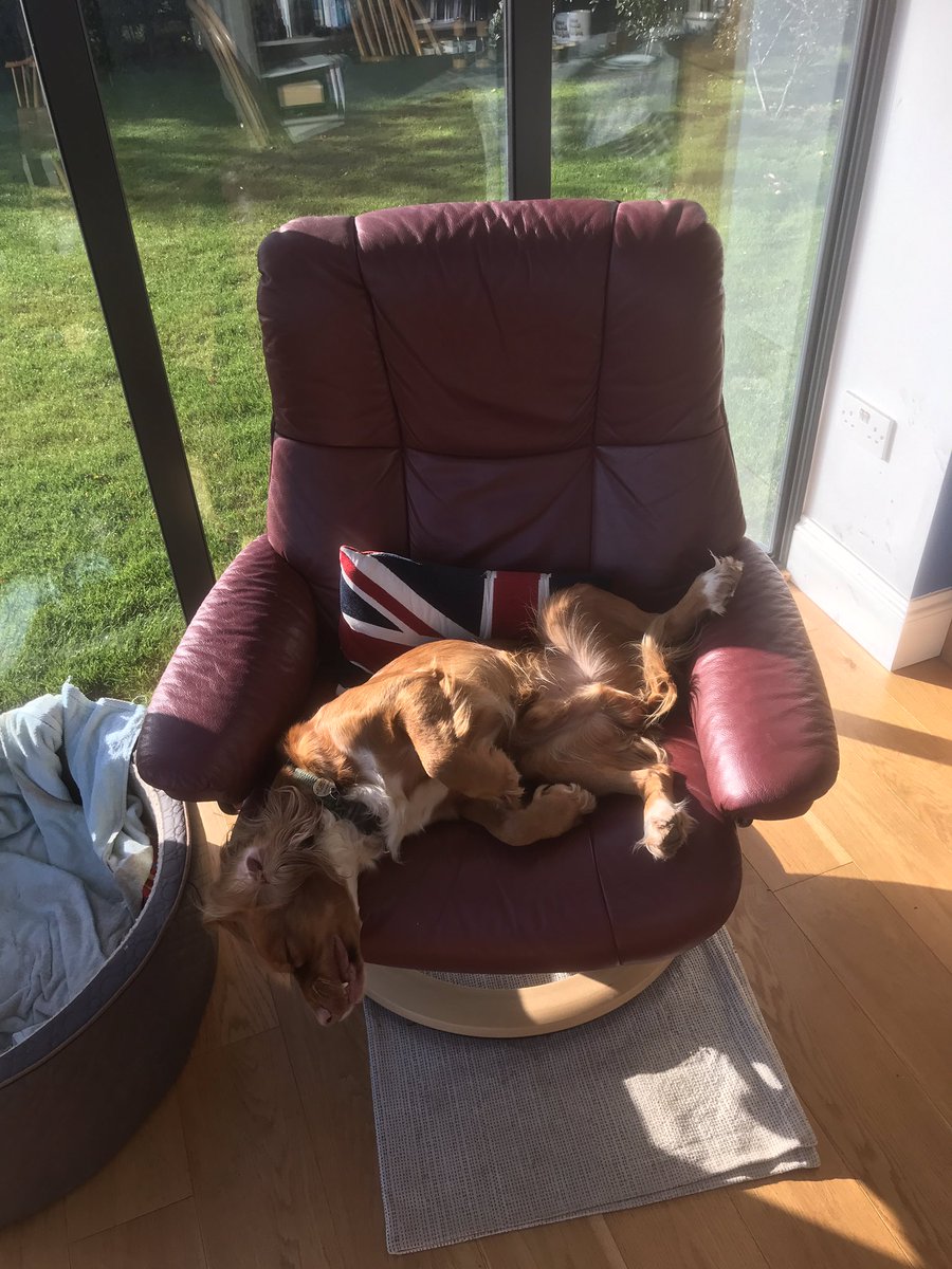 There is nothing like a good dog bed - to look at while I sit in the big chair #DogsofTwittter #Spaniels #ItsADogsLife