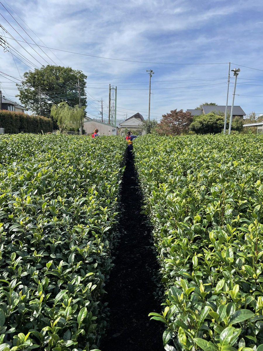 mypal_jp's tweet photo. Anybody interested in tea leaf picking nearby #Tokyo #tokyotour #saitama #tealeaf #teafarm #matcha #greentea https://t.co/fWhvs1xdjN