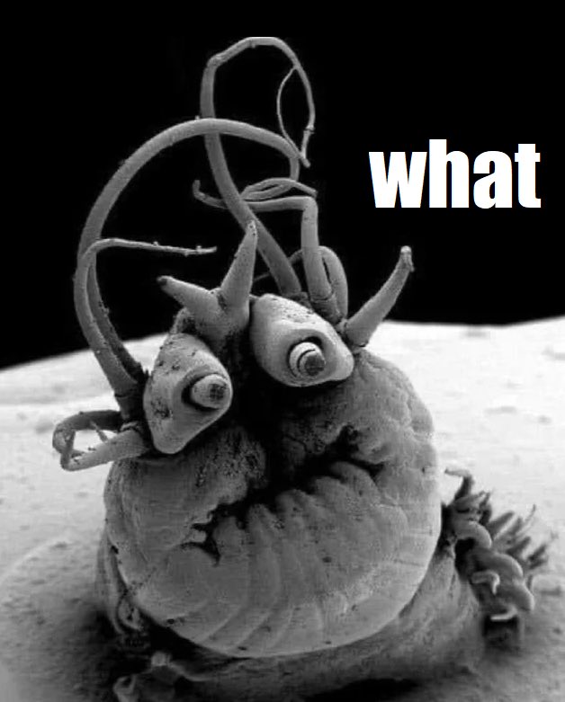 eggbeei's tweet image. my new favorite thing is making #reaction photos of the #pompeii #worm