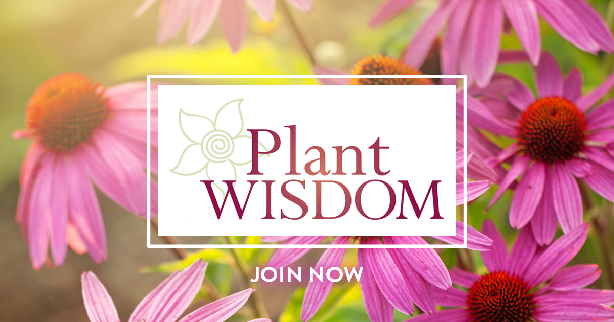 [ENROLLMENT OPEN] Are you ready to activate your plant communication skills? Stop missing out on the wisdom that comes from plants! Check out this unique course today:

sacredinnerwisdom.com/recommends/pla…

#plantwisdom #plantcommunication #herbalskills #herbalmedicinecourse #herbalmedicine
