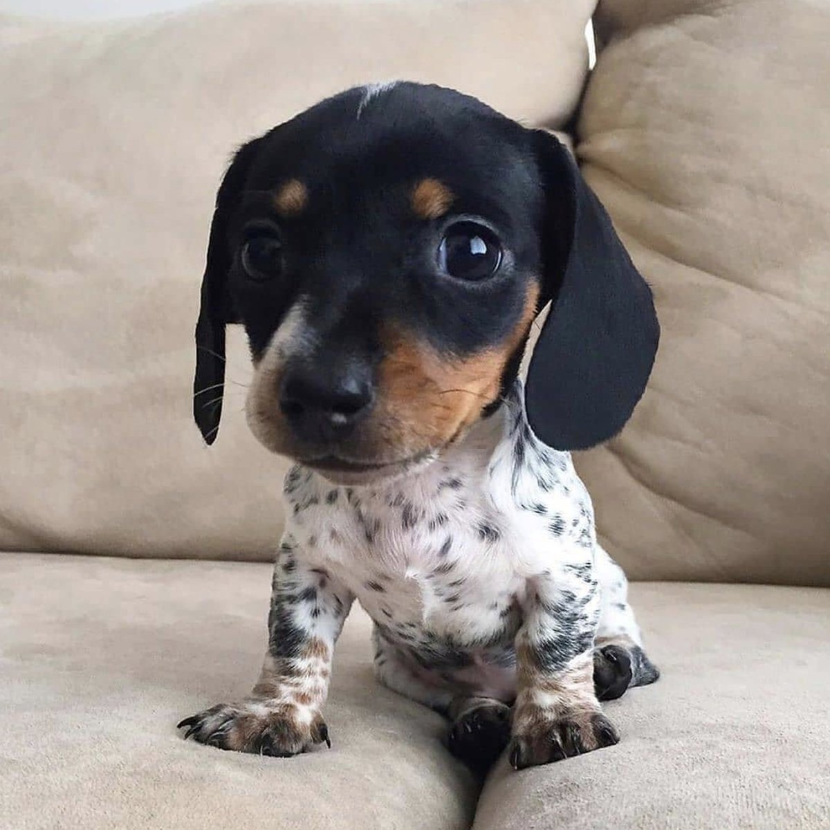 PetsPlayUK's tweet photo. Just try and resist! Dare ya! 🥰

🎥 IG/doodachshund https://t.co/8FqUaZbFZU