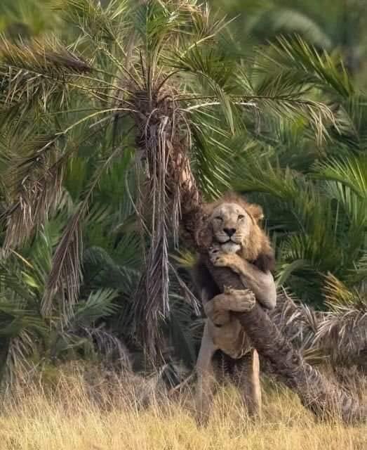 لما تبقى جامد وليك هيبة وتقولك يا كتكوتي