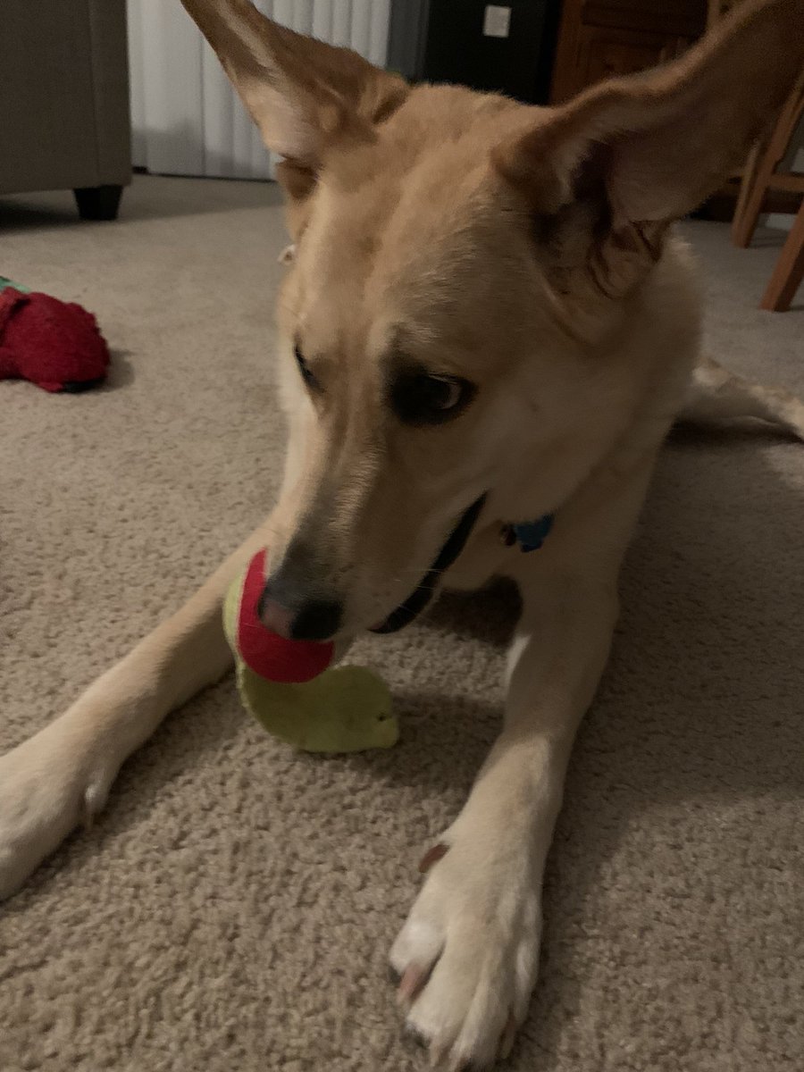 SMSmith53's tweet photo. Mac does this without a running start- just both front paws coming down with full, merciless force. And Lauren sets me up for the pounce every time. Anytime a ball comes my way I don’t catch it, I smack it down midair! https://t.co/WjniAE8uzR