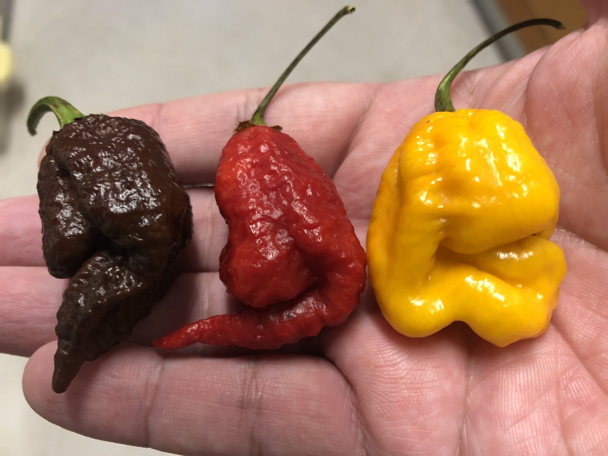 Leonel Martins tweet media