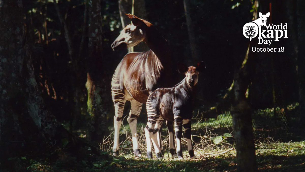 Known to indigenous communities for hundreds of years, okapi were first scientifically classified in 1901. 121 years later we continue to celebrate this unique species. Join us next week in celebrating #WorldOkapiDay! We can’t wait to see your okapi photos and stories 🌿 #WOD2022