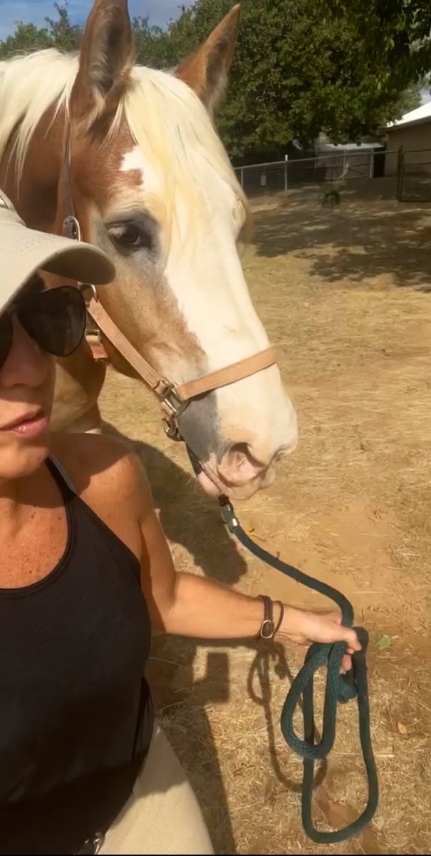 PepitaCorona's tweet photo. Here is my Buddy Tommy 😍no one like to work with him … because he is taller than any other 🐎 It’s ok with me I’m very petite, but we are adapting so well …🙌🏾#volunteering #trainwork So Powerful, Beautiful &amp; Graceful ❤️  #percheron #horsesinmylife cada 🐎tiene su encanto 🥰 https://t.co/prwWtqXw27