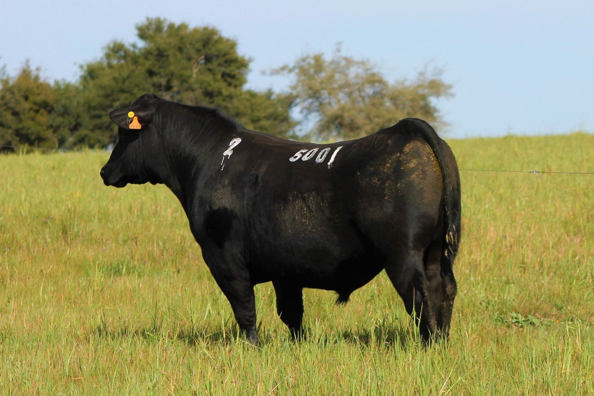 Lote 2 para este Sábado en <a href="/SocRuralDurazno/">Sociedad Rural de Durazno</a> !!

Ideales para vaquillonas!

Preofertas con videos y datos en elpobrecito.clicrural.com.uy