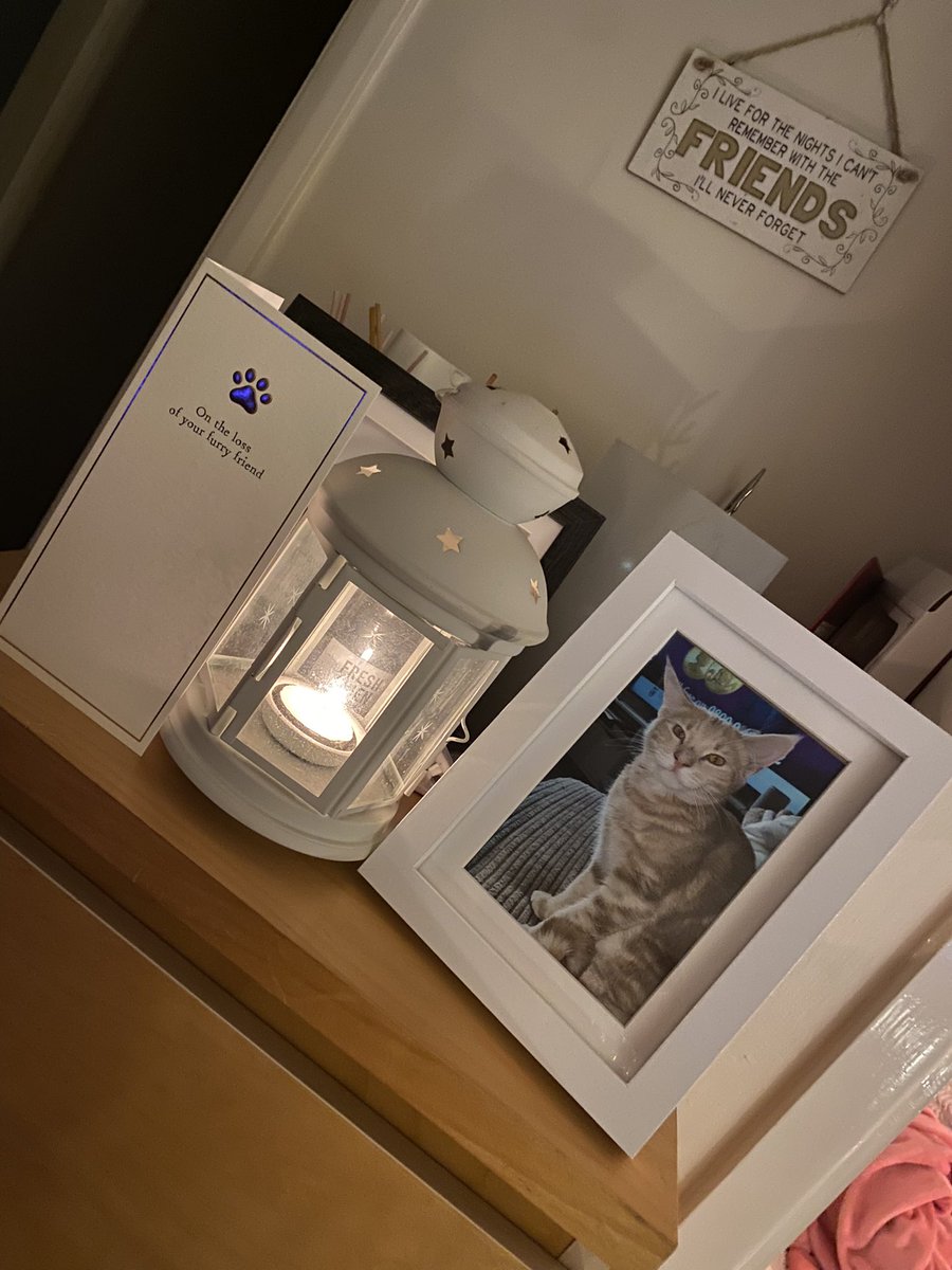 Overwhelmed by all the messages 🧡 thank you so much 🧡 he will be in my heart forever 🧡🕯️ #candleforginge #myewark 🧡🐾
