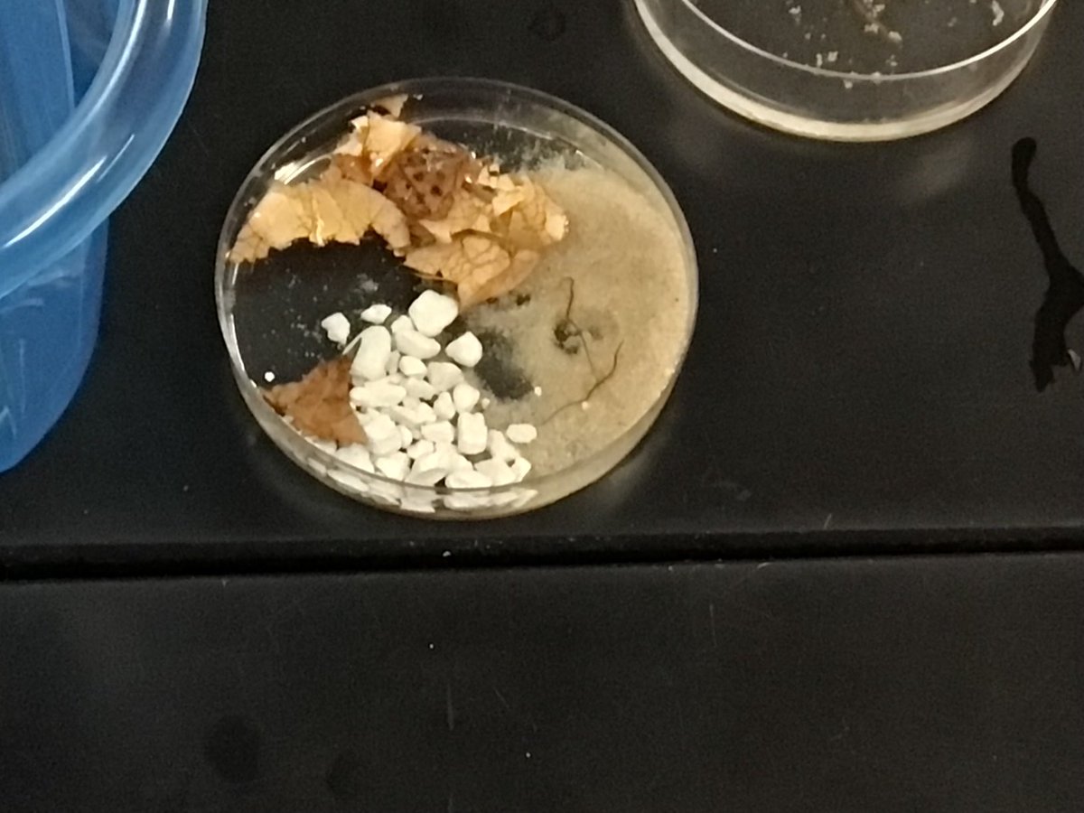 BonnellScience7's tweet photo. Science 7 students are now testing their predictions to see which habitat black worms like best! Which do you think they prefer?

#sciencerocks  ⁦@SmithKnights⁩ https://t.co/wfjyELBeQ3