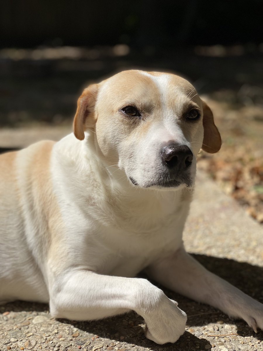Mister_Veesay's tweet photo. Milo was soaking in the sun this afternoon and I couldn’t resist. Enjoy! https://t.co/psQSfQAGs1