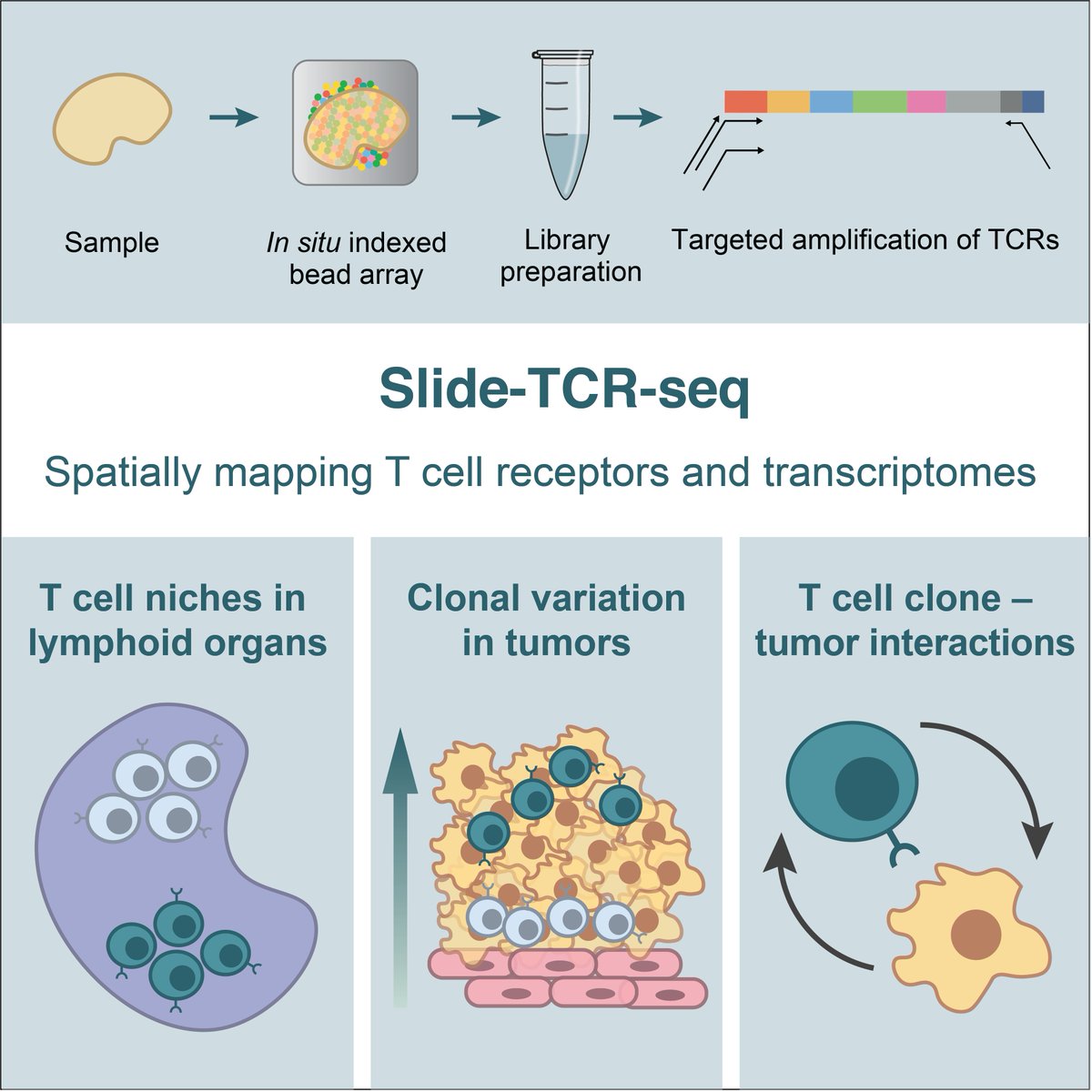 Presenting Slide-TCR-seq: our method for measuring the transcriptomes of cells & T cell receptor (TCR) sequences in situ! This collaboration w/ Bryan Iorgulescu, Shuqiang Li, Catherine Wu, and @insitubiology led to some cool findings... cell.com/immunity/fullt… 1/8