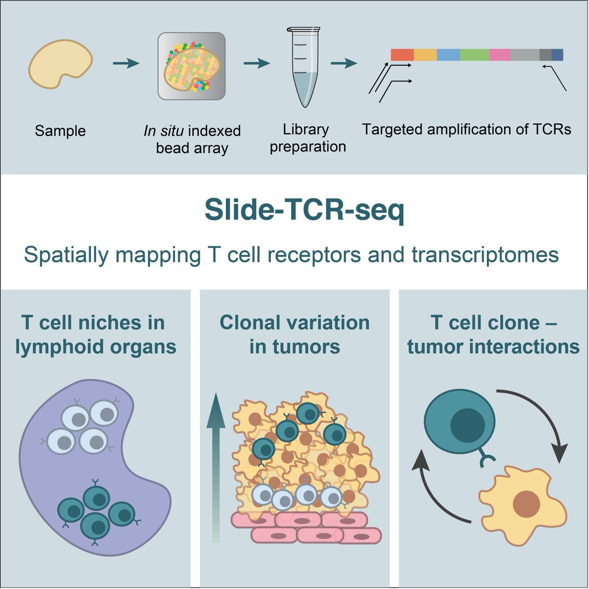 Presenting Slide-TCR-seq: our method for measuring the transcriptomes of cells &amp; T cell receptor (TCR) sequences in situ!

This collaboration w/ Bryan Iorgulescu, Shuqiang Li, Catherine Wu, and <a href="/insitubiology/">Fei Chen Lab</a> led to some cool findings...

cell.com/immunity/fullt…
1/8