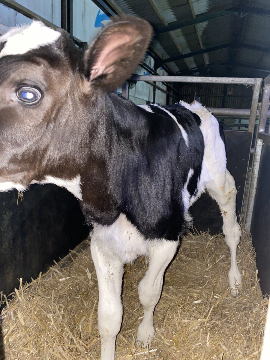 Three 011HO15566 Peak AltaLumify’s in 2 days, and they all look as good as this one! 

She’s a Lumify x Arrowhead x AltaMontoya VG85, from the Lou Etta family.

Bring it on 🙌

<a href="/AltaGeneticsUK/">Alta UK</a>