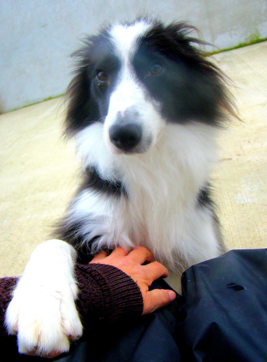 Barney &amp; Gizmo (972274200277810,972274000279151)

These two are the best of buddies and enjoy action. Nothing passes them without a look at me bark. Please give the office a ring for further info on either of this pair