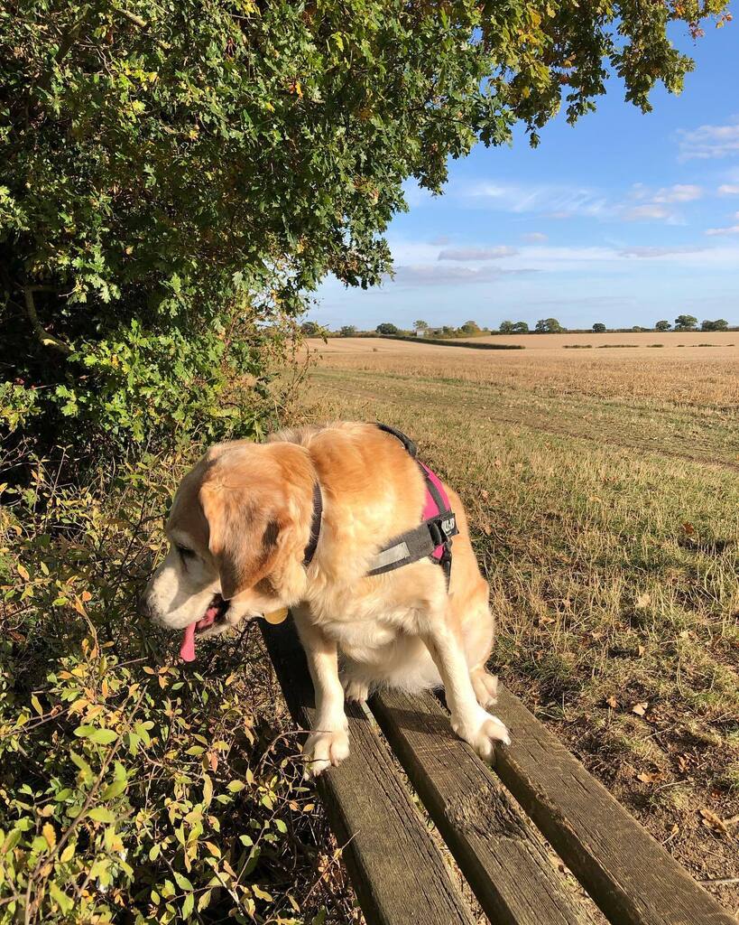 KinnesonLalor's tweet photo. Such a gorgeous #autumn day on the #wimpoleway today with Honey that #nofilter applies! It’s rather flat here in #eastanglia but you do get beautiful skies!
.
…
….
…..
….
#woodgreentheanimalscharity #woodgreen #fall #fallskies #dogslife #dogworld #dogwalking #walks 
#dog… https://t.co/V6gwtzJkdi