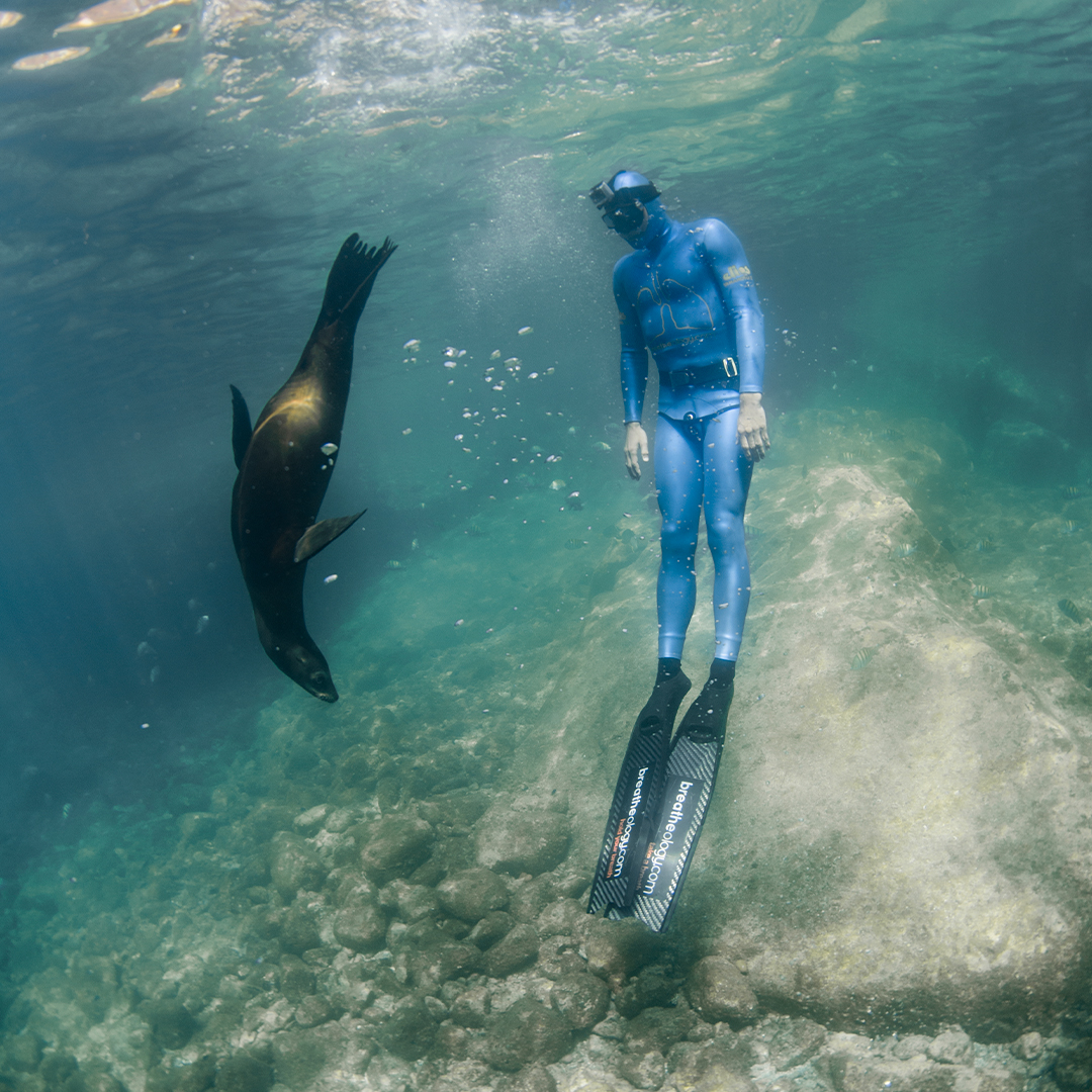 ‘Luke Inman shares his perception of the underwater world in a way no other can' - The Sea Lions of Los Islotes is OUT NOW! : loom.ly/x6Y6W2I
#sealions #losislotes #mexico #mammals #marinelife #scuba <a href="/lukeinman/">Luke inman</a>