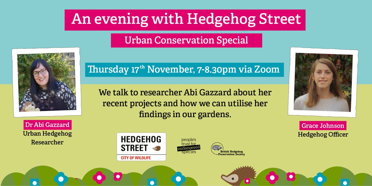 Next month we’re hosting a FREE online hedgehog event 🦔 We’ll be joined by researcher @DrAbiGazzard, who’s recently completed her PhD on urban hedgehog conservation. 👇 hedgehogstreet.org/urban-conserva… 📅 Thurs 17th Nov ⏰ 7-8.30pm 🗺️ Zoom #HedgehogStreet is by us and @hedgehogsociety