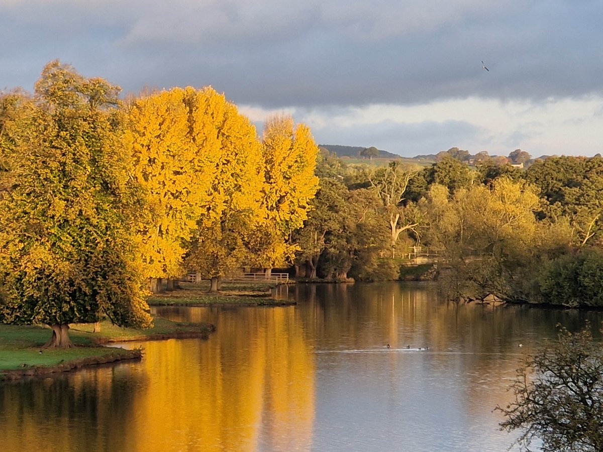 sidbart's tweet image. Satisfaction in life comes in many forms. I planted these golden poplars 45 years ago. Every autumn I am grateful to have been blessed with another opportunity to savour their beauty - and another small win for the planet.