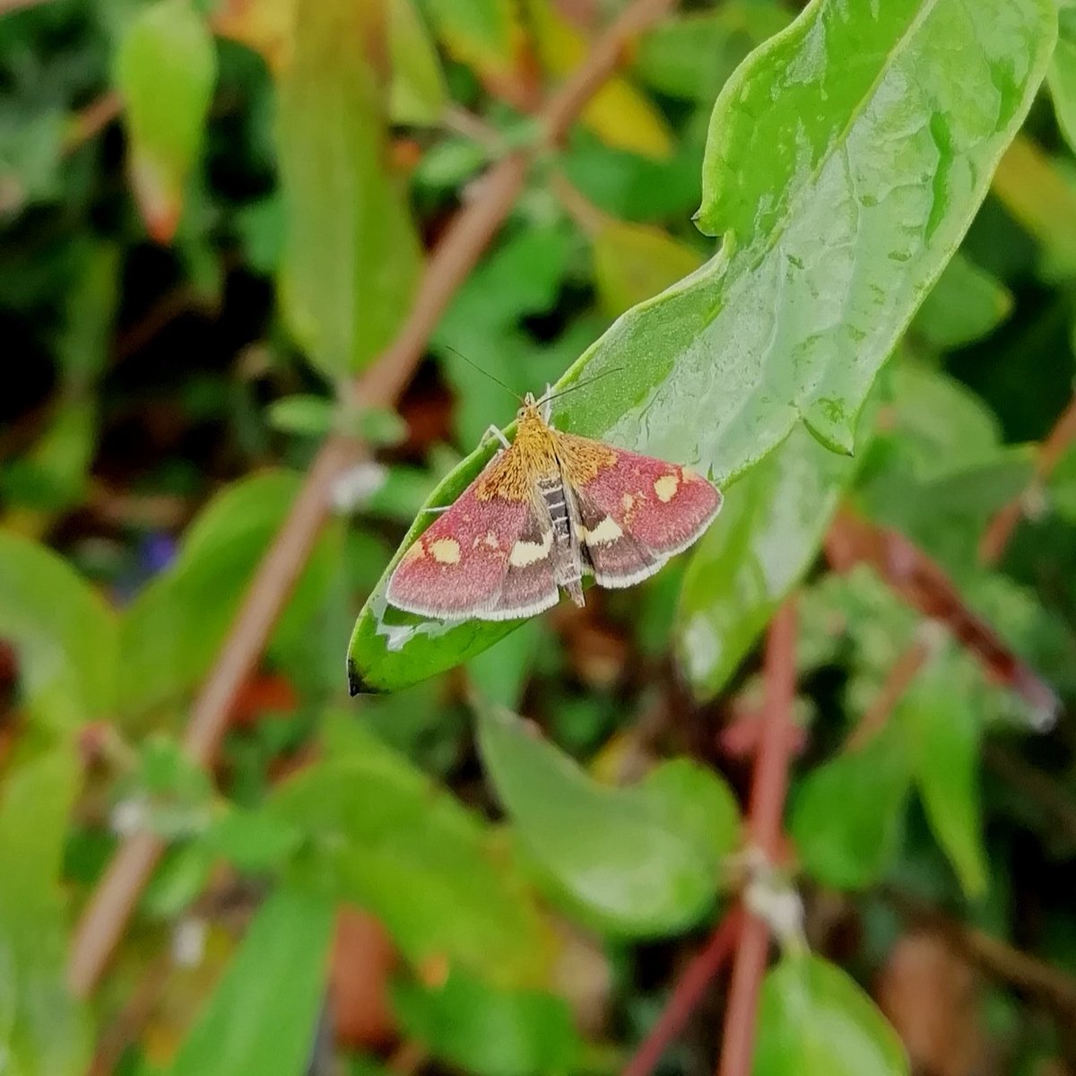 Crouching to have a look at these calamint flowers, I accidentally flushed a very late flying Mint Moth, who went to perch nearby. 

Clinopodium sp.
Pyrausta aurata
#365DaysWild 🌸🦋
#WildWebsWednesday