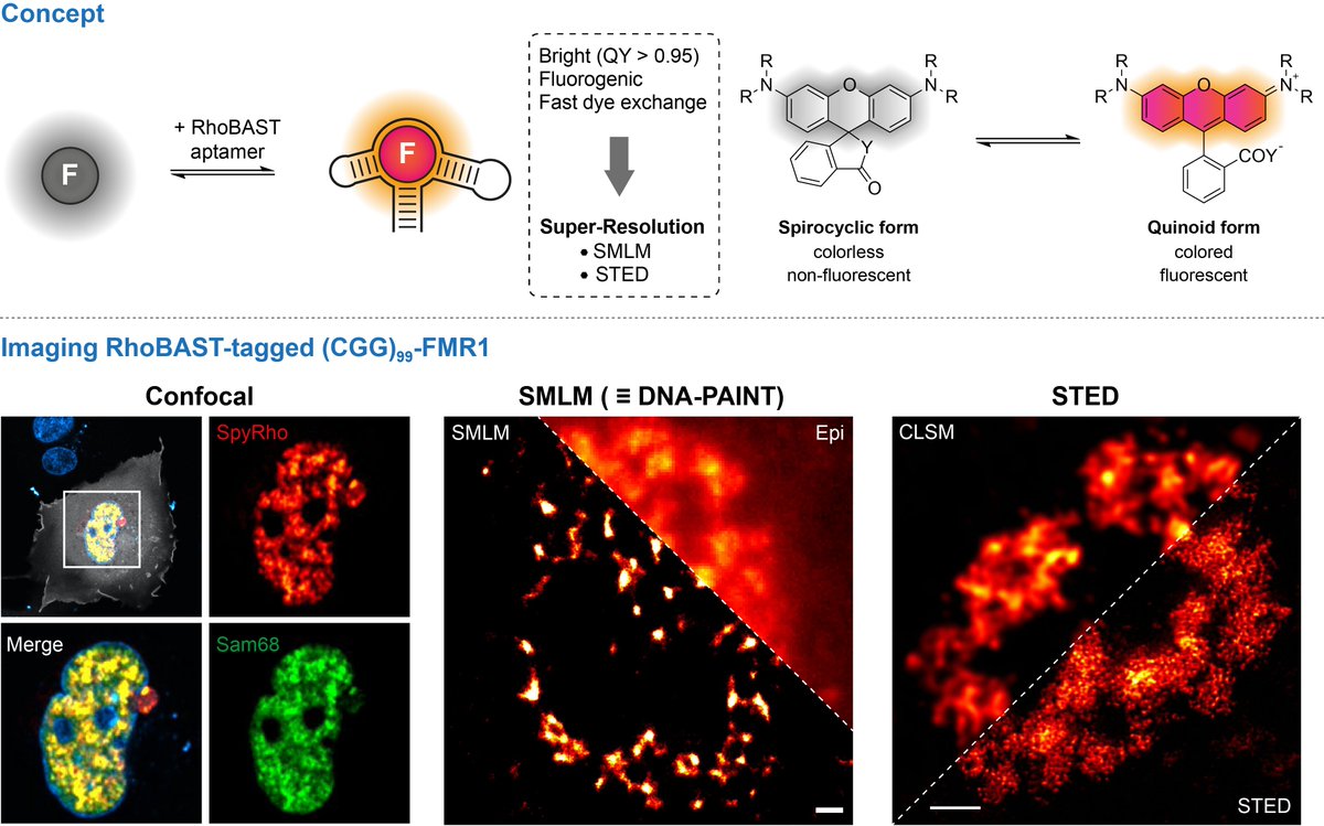 Very excited to share our new pre-print on super resolution #RNA imaging using a new fluorogenic rhodamine dye (SpyRho) and the RhoBAST aptamer. You can use #SMLM (#DNAPAINT) or #STED or #confocal microscopy🔬. Super-bright and very hard to photobleach!

biorxiv.org/content/10.110…