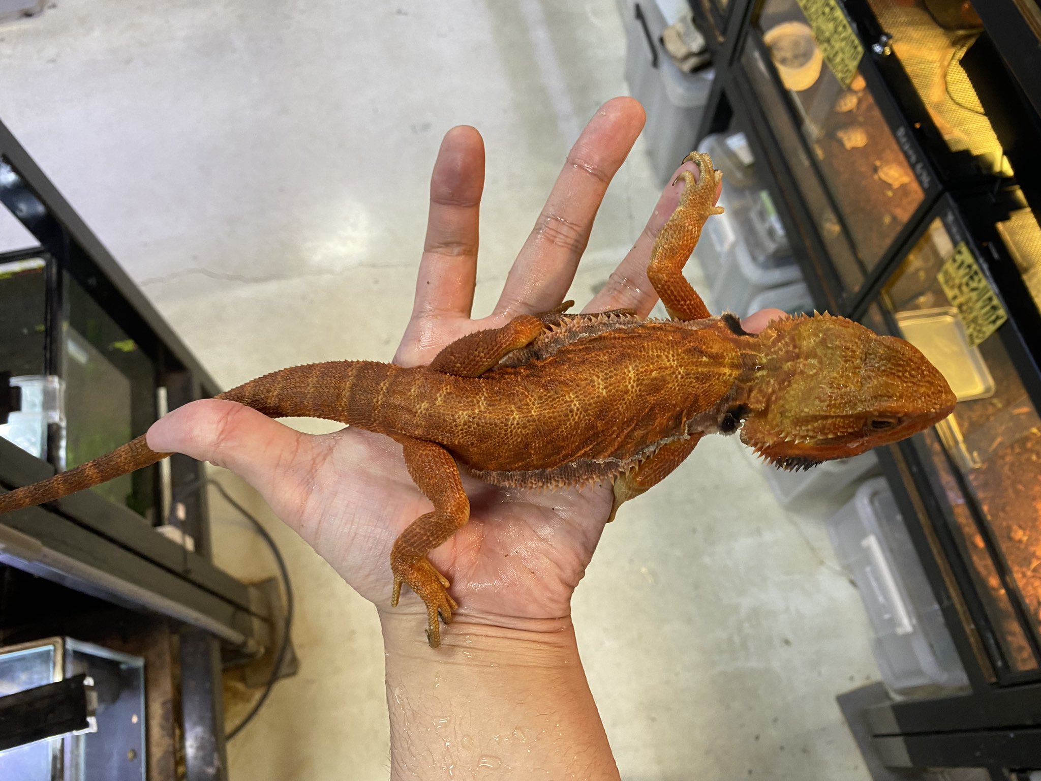 限定数のみ！ 爬虫類ケージ 110×40×40 小動物 レオパ リクガメ