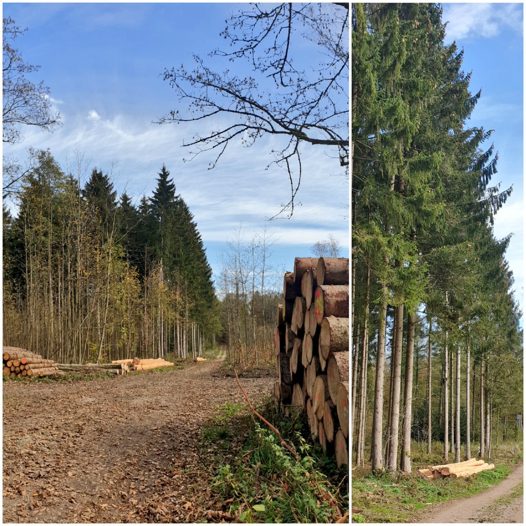 quecoak's tweet photo. Midiendo en el monte municipal de #Traustein #Alemania #Care4c comprobamos como la #gestion #forestal está mucho mas interiorizada aquí. Trozas de 2 m3 y 17 m de largo descortezadas y apiladas en un monte donde se compatibiliza aprovechamiento y uso publico sin conflicto social. https://t.co/YS6OmuNIpq