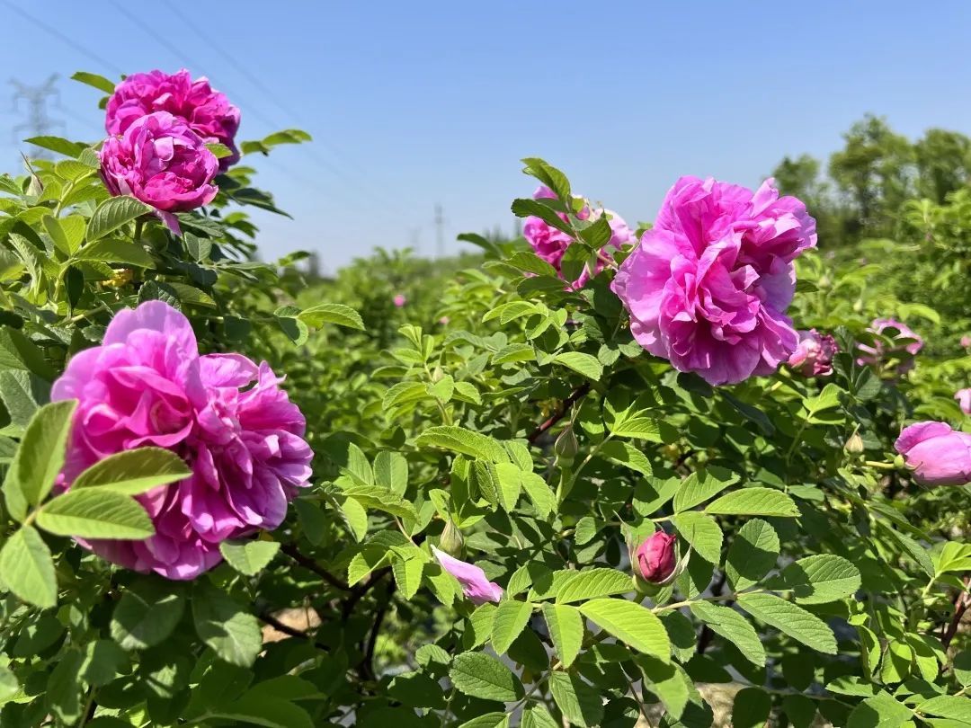 Tongxiang_China's tweet photo. The gorgeous roses๐น are still in full bloom in Zhongqun village, #Tongxiang, contributing to the popularity of countryside trips to the place. Jiuniang, or sweet rice wine with rose petals made in the village, is the epitome of tourist charm. #LivingInTX #DakaChina #WowSpots https://t.co/kIBl1SVDGu