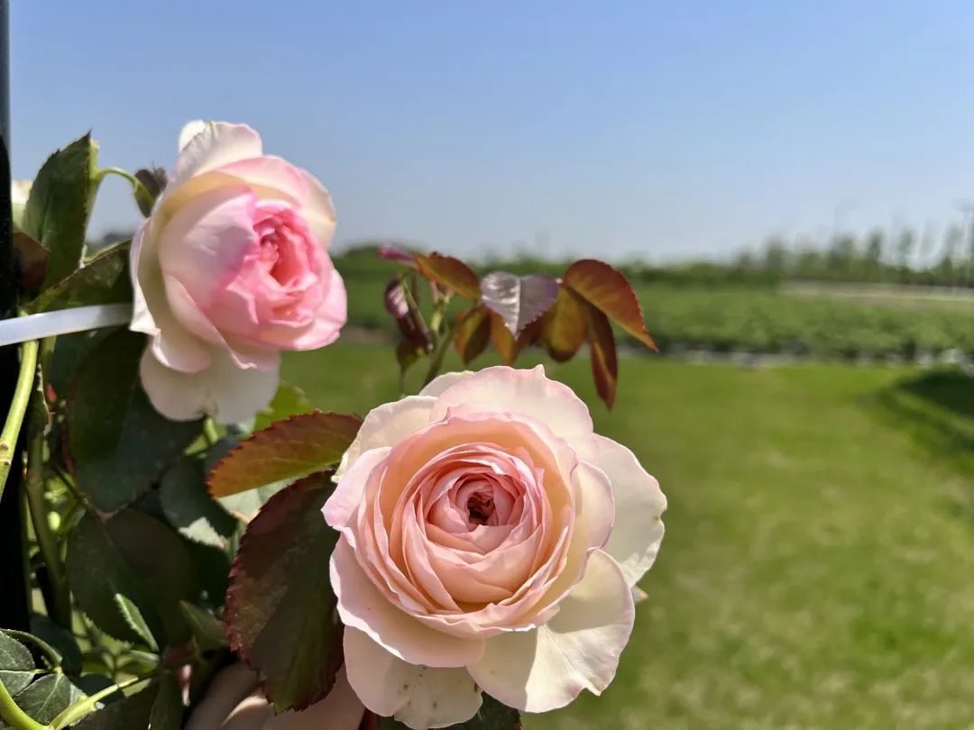 Tongxiang_China's tweet photo. The gorgeous roses๐น are still in full bloom in Zhongqun village, #Tongxiang, contributing to the popularity of countryside trips to the place. Jiuniang, or sweet rice wine with rose petals made in the village, is the epitome of tourist charm. #LivingInTX #DakaChina #WowSpots https://t.co/kIBl1SVDGu