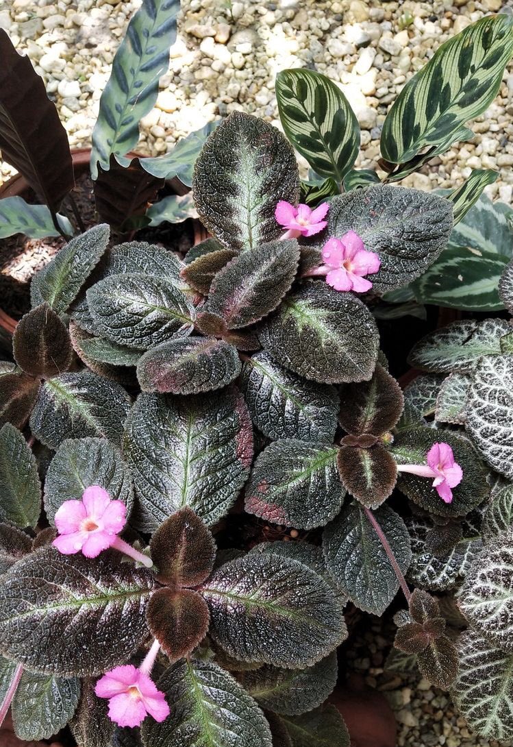 nyanda_works's tweet photo. A great flower color-scheme is an integral part in making your front yard an appealing master piece. 

Nyanda Works 
#mergingstructureandnature 
0705099924

#naturelovers #environmental #environmentdesign #landscapelovers #landscapedesign #climatejustice #climateaction https://t.co/hdX5TkaAWw