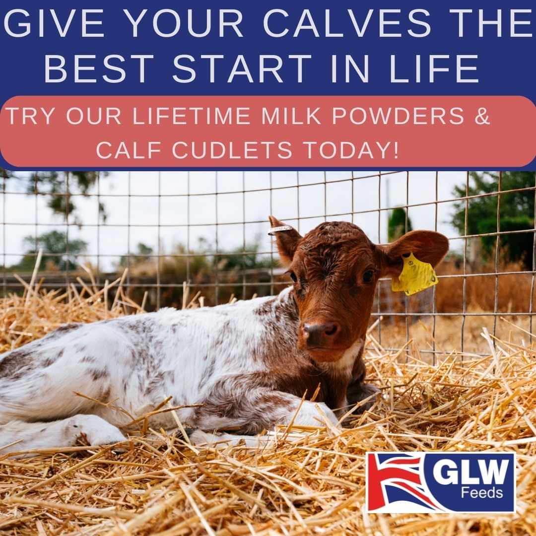 GLWFEEDS's tweet photo. Youngstock!

Give your calves the best start in life with our youngstock range of calf milk replacers and calf cudlets!🐮

These complementary diets come in various protein levels to suit all feeding systems for both beef and dairy🐂🐄

#GLWFeeds #GLWYoungstock #GLWBeef #GLWDairy https://t.co/dbR7TxrRpA