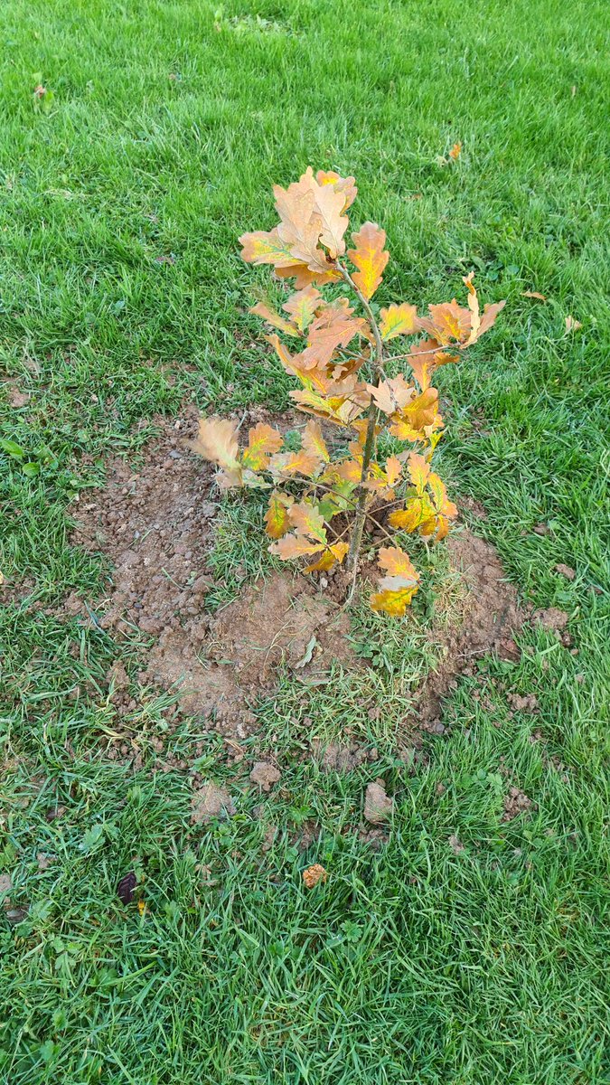 aidocooke's tweet photo. She's planted... fingers 🤞 https://t.co/ORUIrjzfuJ