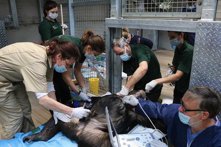 Nottingham Research (@uonresearch) on Twitter photo New study finds large numbers of European chimpanzees suffer from a lack of vitamin D. Prof <a href="/KateWhiteout/">Kate White</a> from <a href="/NottinghamVets/">University of Nottingham Vet School</a> <a href="/UoNFacultyMHS/">UoN Medicine and Health Sciences</a> says clinical research like this can inform real world conservation practices.
Find out more โก๏ธ bit.ly/3MXQ9I9
#WeAreUoNResearch New study finds large numbers of European chimpanzees suffer from a lack of vitamin D. Prof <a href="/KateWhiteout/">Kate White</a> from <a href="/NottinghamVets/">University of Nottingham Vet School</a> <a href="/UoNFacultyMHS/">UoN Medicine and Health Sciences</a> says clinical research like this can inform real world conservation practices.
Find out more โก๏ธ bit.ly/3MXQ9I9
#WeAreUoNResearch
