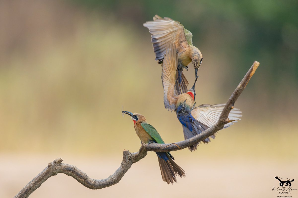 SAfricaWanderer's tweet photo. Some action shots from the Aloe farm. Prasheen was up so we decided to make a trip and see what we can find! Proved to be a great morning for bird photography! https://t.co/VVGMVPedw5