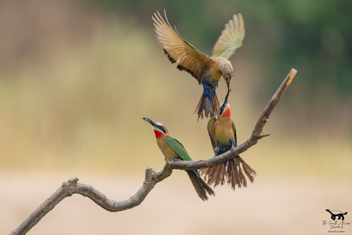 SAfricaWanderer's tweet photo. Some action shots from the Aloe farm. Prasheen was up so we decided to make a trip and see what we can find! Proved to be a great morning for bird photography! https://t.co/VVGMVPedw5
