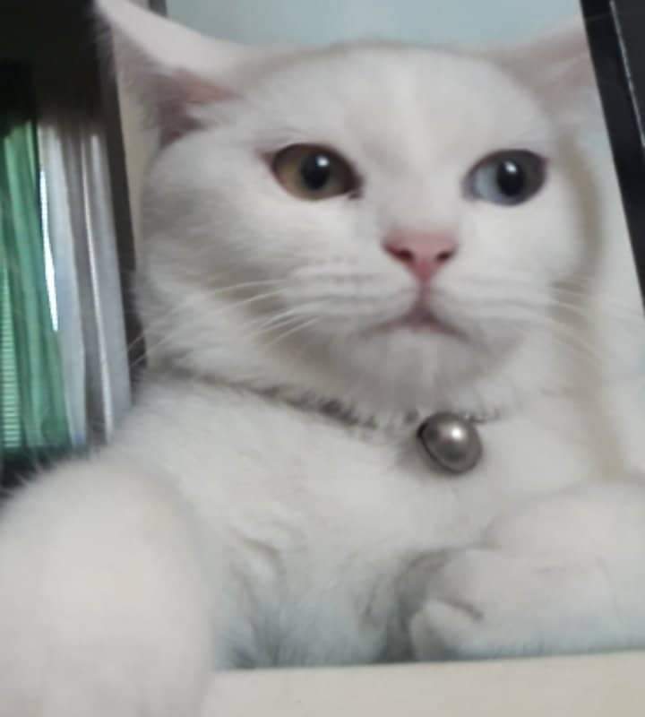 nikeyer's tweet photo. omg its been awhile. anywho these are my cats. https://t.co/pRy9aCOBe6