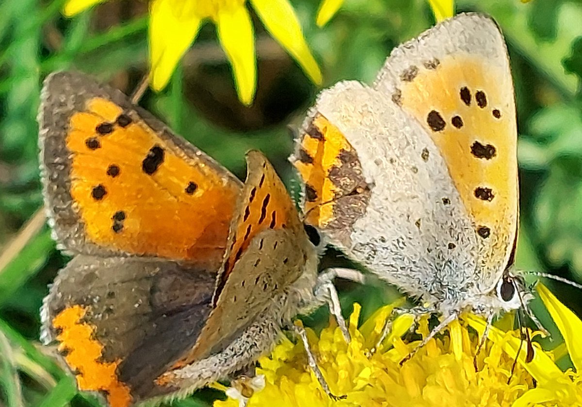 PattipooFoy's tweet photo. @savebutterflies @BC_Lancs Spotted these beautiful Common Copper butterflies yesterday at Hoghton Bottoms, Lancashire #Butterflies #commoncopper https://t.co/x5j1BxBllm
