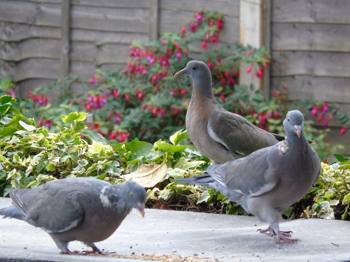 MyGarden_Uk's tweet photo. Wood Pigeon Youth Club.
Something to take your minds off everything going on.
#LookShinyThing #Birds #WoodPigons #BirdTwitter
#birdphotography #TwitterNatureCommunity #ILoveNature #SpendTimeWithNature #ItsGoodForYou #OldPhotos https://t.co/k4yzrhfpz8