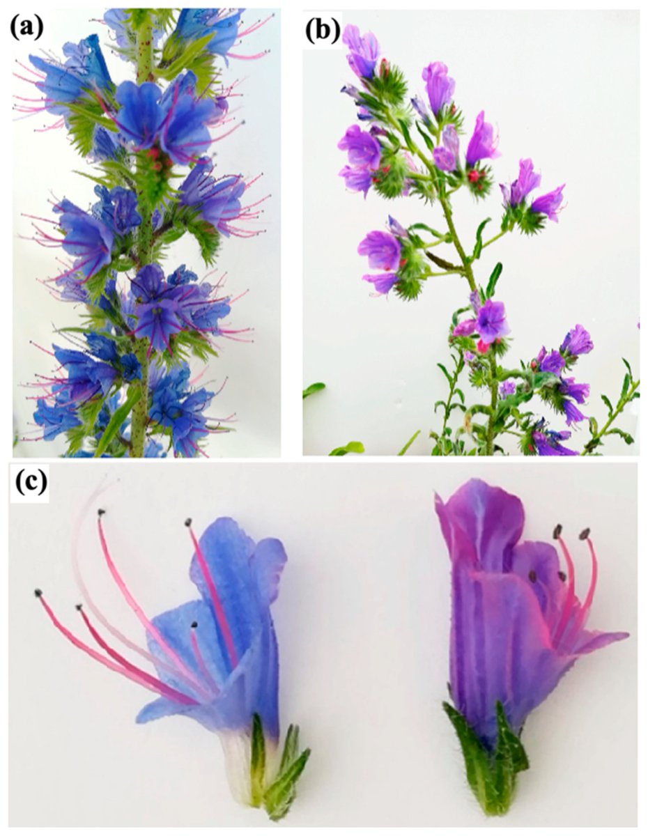 #SUSInterestingPaper Echium vulgare and Echium plantagineum: A Comparative Study to Evaluate Their Inclusion in Mediterranean Urban Green Roofs by Arianna Latini, et al. #Echiumvulgare #Echiumplantagineum #greenroof #urbanecosystemservice mdpi.com/2071-1050/14/1…