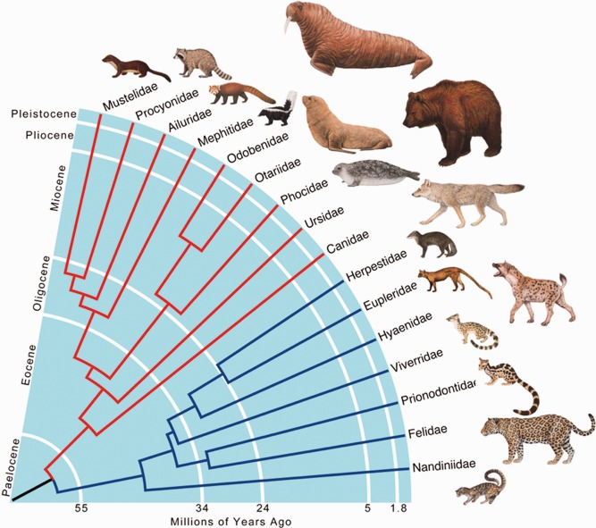 Dentro del Orden Carnivora los hiénidos (Hyaenidae) forman parte del grupo Feliformia, con Vivérridos, Eupléridos, etc. Pero tienen un aspecto perruno por convergencia evolutiva con los Cánidos, pues explotan un nicho ecológico similar. Para saber más: bit.ly/3SHjHLy