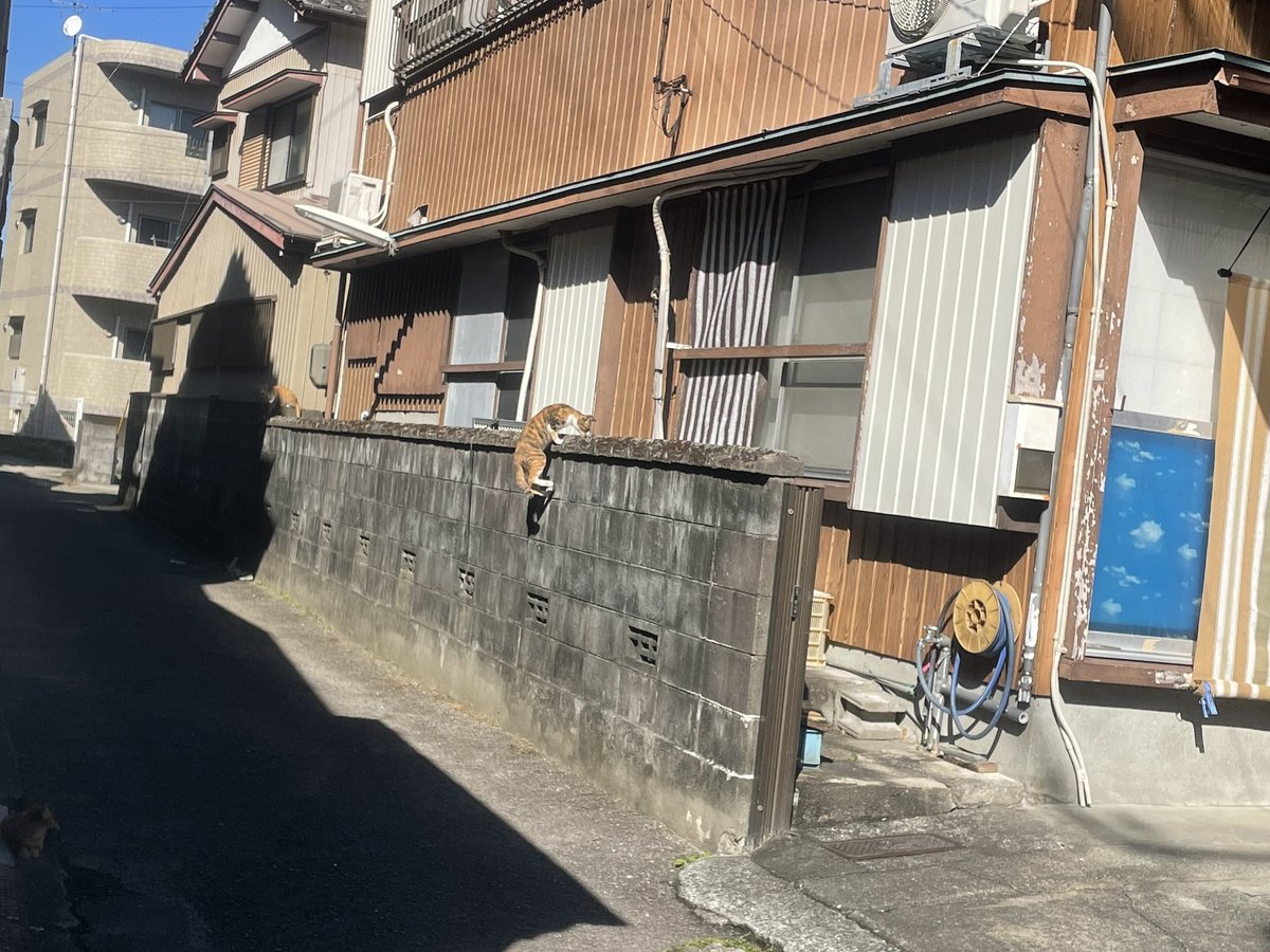 今日も須崎に応援に来てます。

弁士は島崎保臣 <a href="/sima_omi/">島﨑やすおみ・JCP(日本共産党)・高知県・東部地区</a> 高知市議と、青年後援会で、伝家の宝刀（？）の歩き宣伝。

そして海のそばのネコ。

#杉山愛子 
#宮田しの 
#日本共産党 
＃須崎市議選