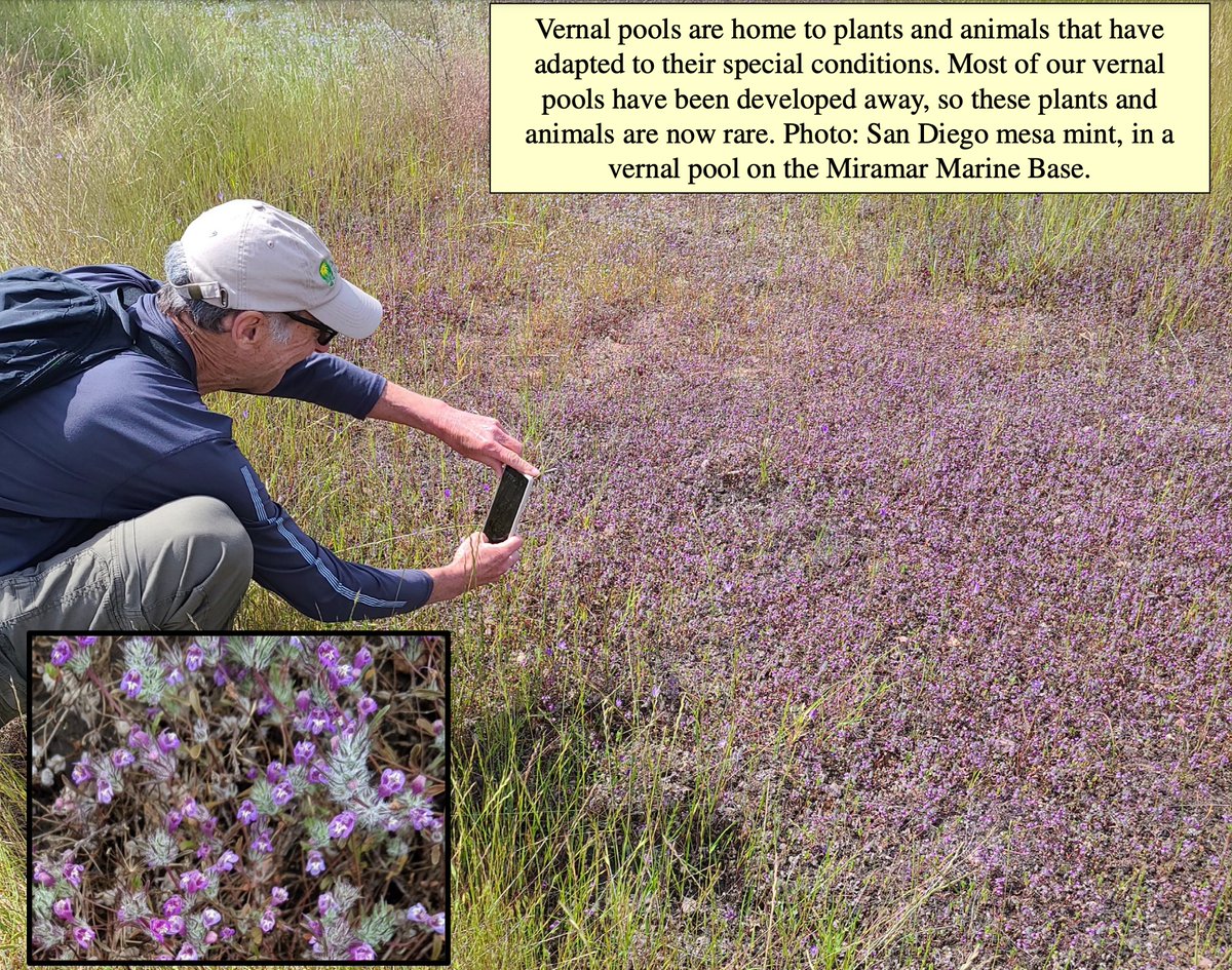 cnpssd's tweet photo. Vernal pools are among the most sensitive habitats in San Diego County. 🧵 https://t.co/W1jykBCgdU
