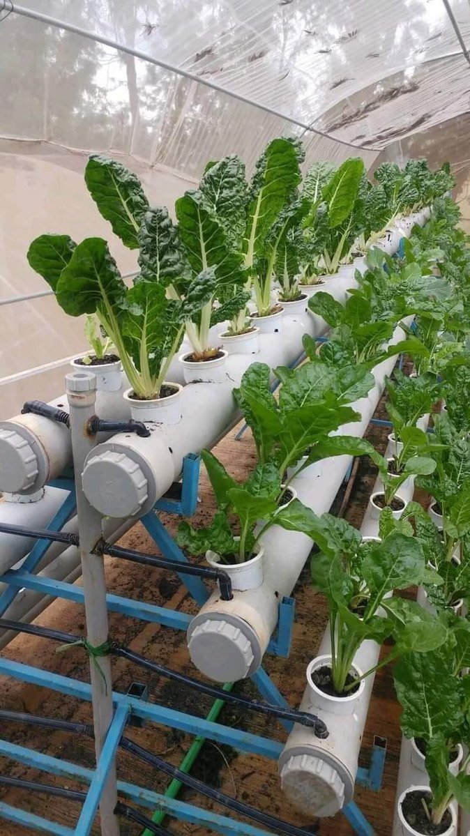 If you are interested in urban modern greenhouse farming technology, like and retweet.