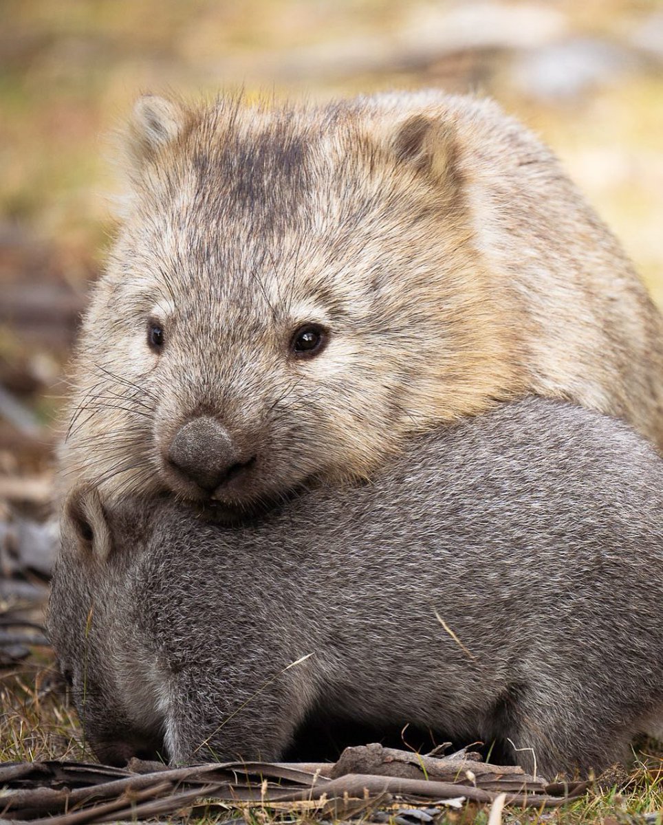 Keep your friends close, your enemies closer…and your kids closest of all. #wombatwednesday 📍 Maria Island National Park, @eastcoasttasmania 📷 IG/wombatsoftasmania #DiscoverTasmania