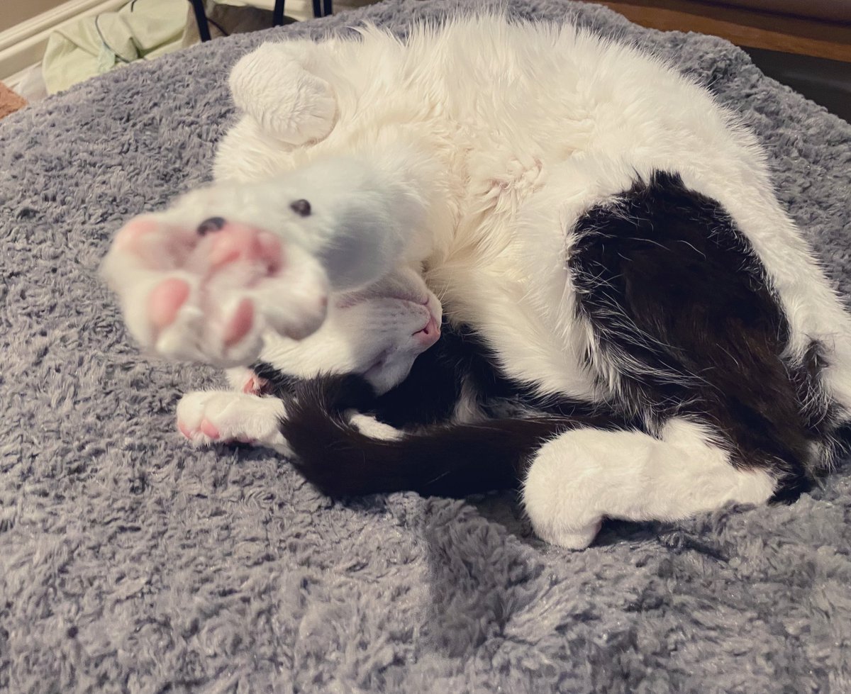 nonsequiturcat's tweet photo. #TimCat hides from the camera. No pictures today! #cat #CatsOfTwitter #meow https://t.co/URKijZM1aP