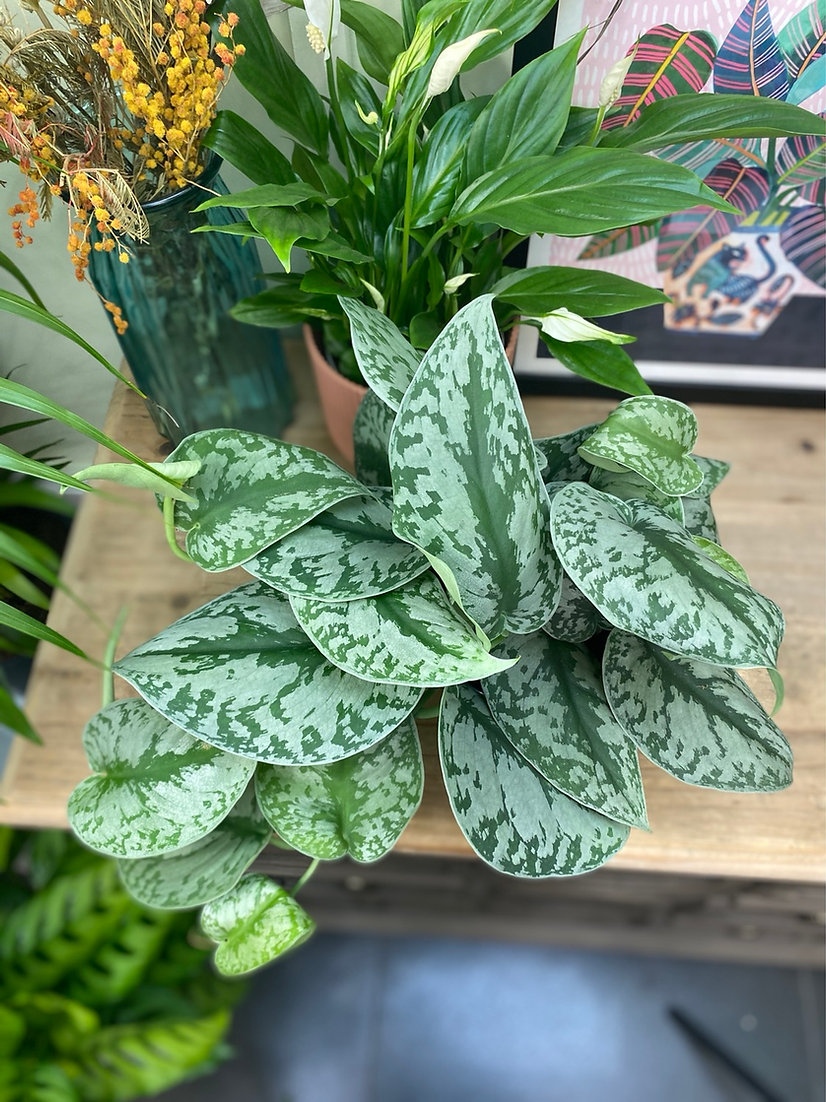 ginger_jungle's tweet photo. Scindapsus Pictus Trebie Hanging 

#thegingerjungle #indoorplants  #houseplants #gingerjungleuk #ginger #greenliving #plants #halloween #Scindapsus

https://t.co/E3xynrtCqj https://t.co/LiCt7HbEnc