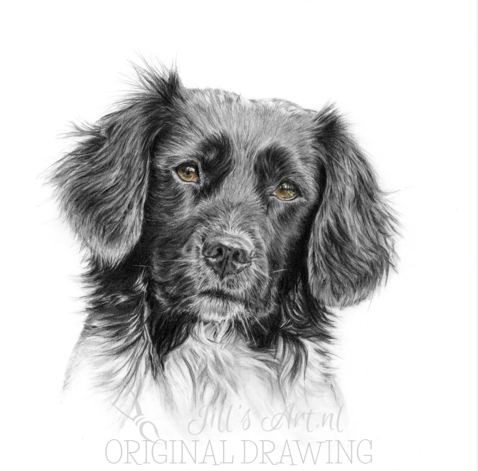 2 Friese Stabij honden met potlood getekend als verjaardagscadeau ♥️🎁  allebei 30x30cm #2luik #friesestabij #hondtekening #potloodtekening  #dierkunst #dierportret #speciaalcadeau, image size:947x932