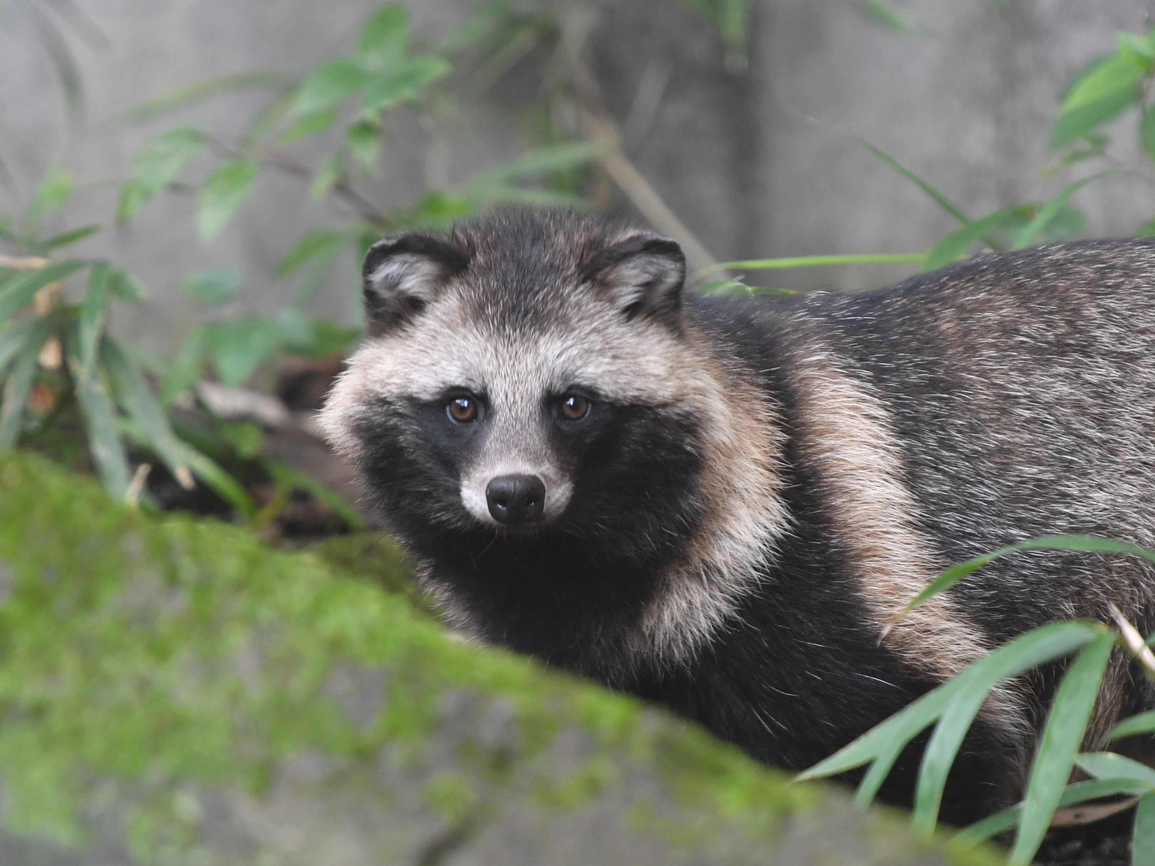 えど Rt Zooman Koichi 狸視眈々 ホンドダヌキ Raccondog Zoorasia T Co Hwhspykquc Twitter